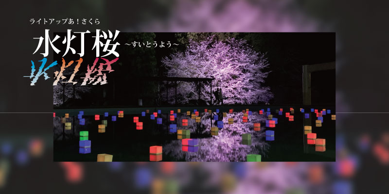 花見　ライトアップ